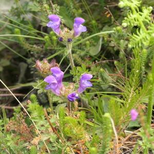 Photographie n°2319656 du taxon Prunella grandiflora (L.) Schöller [1775]