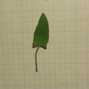 Photographie n°2319662 du taxon Prunella grandiflora (L.) Schöller [1775]