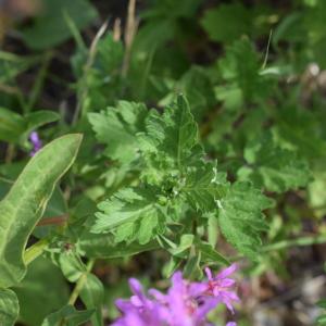 Photographie n°2319689 du taxon Lythrum salicaria L. [1753]