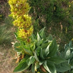 Photographie n°2319742 du taxon Gentiana lutea L.