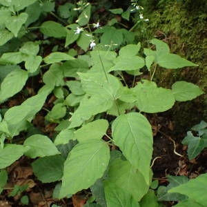 Photographie n°2319763 du taxon Circaea lutetiana L.