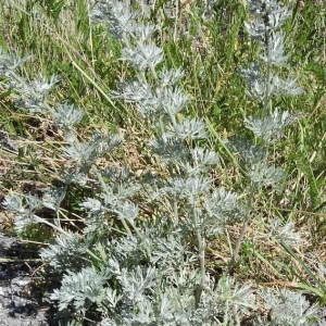 Photographie n°2319808 du taxon Artemisia absinthium L. [1753]