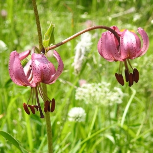 Photographie n°2319823 du taxon Lilium martagon L. [1753]