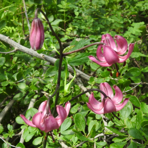 Photographie n°2319824 du taxon Lilium martagon L. [1753]