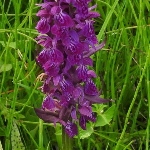 Photographie n°2319846 du taxon Dactylorhiza majalis (Rchb.) P.F.Hunt & Summerh. [1965]