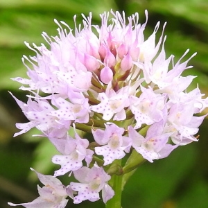 Photographie n°2319855 du taxon Traunsteinera globosa (L.) Rchb. [1842]