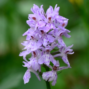 Photographie n°2319968 du taxon Dactylorhiza fuchsii (Druce) Soó [1962]