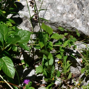 Photographie n°2319990 du taxon Epipactis atrorubens (Hoffm.) Besser [1809]