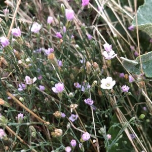 Photographie n°2320000 du taxon Petrorhagia saxifraga (L.) Link [1829]