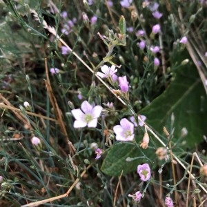 Photographie n°2320002 du taxon Petrorhagia saxifraga (L.) Link [1829]