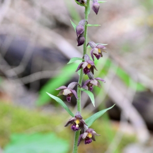 Photographie n°2320004 du taxon Epipactis atrorubens (Hoffm.) Besser [1809]