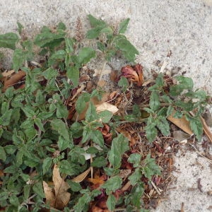 Photographie n°2320009 du taxon Amaranthus L.