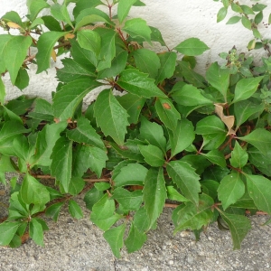 Photographie n°2320012 du taxon Parthenocissus quinquefolia (L.) Planch. [1887]