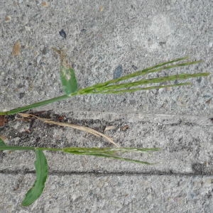 Photographie n°2320014 du taxon Poaceae