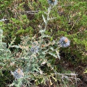 Photographie n°2320027 du taxon Echinops ritro L. [1753]