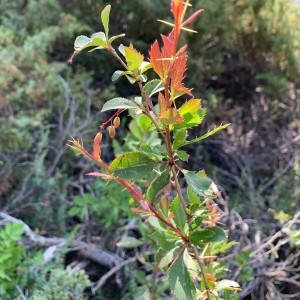 Photographie n°2320035 du taxon Berberis vulgaris L. [1753]