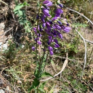  - Campanula bononiensis L. [1753]