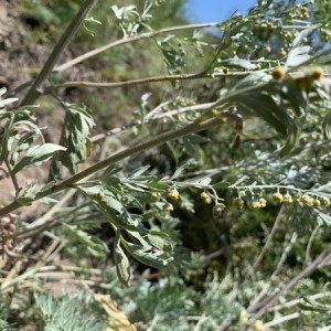 Photographie n°2320047 du taxon Artemisia absinthium L. [1753]