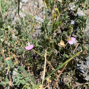 Photographie n°2320056 du taxon Ononis spinosa L. [1753]