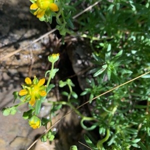 Photographie n°2320058 du taxon Saxifraga aizoides L. [1753]