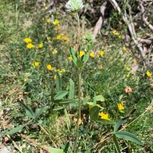 Photographie n°2320083 du taxon Trifolium montanum L. [1753]