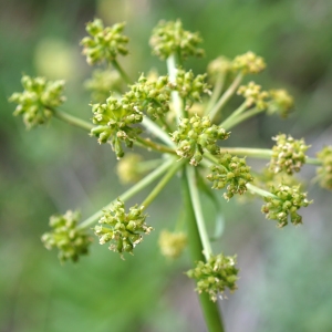 Photographie n°2320089 du taxon Molopospermum peloponnesiacum (L.) W.D.J.Koch [1824]