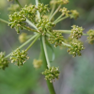 Photographie n°2320090 du taxon Molopospermum peloponnesiacum (L.) W.D.J.Koch [1824]