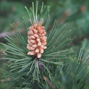 Photographie n°2320099 du taxon Pinus mugo subsp. uncinata (Ramond ex DC.) Domin [1936]