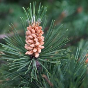 Photographie n°2320100 du taxon Pinus mugo subsp. uncinata (Ramond ex DC.) Domin [1936]