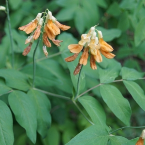 Photographie n°2320113 du taxon Lathyrus ochraceus Kitt. [1844]