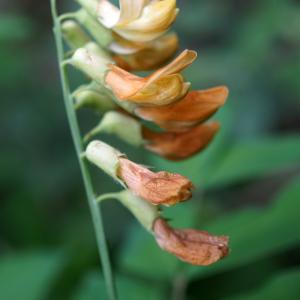 Photographie n°2320116 du taxon Lathyrus ochraceus Kitt. [1844]