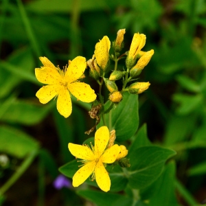 Photographie n°2320120 du taxon Hypericum montanum L. [1755]