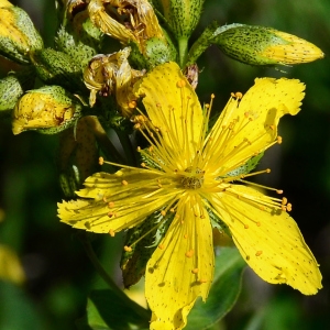 Photographie n°2320121 du taxon Hypericum montanum L. [1755]