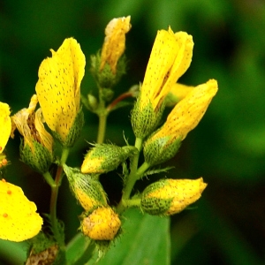 Photographie n°2320122 du taxon Hypericum montanum L. [1755]
