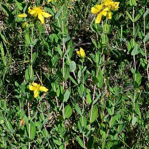 Photographie n°2320124 du taxon Hypericum montanum L. [1755]