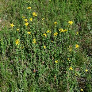 Photographie n°2320125 du taxon Hypericum montanum L. [1755]