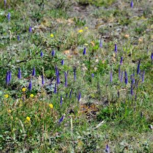 Photographie n°2320129 du taxon Veronica spicata L. [1753]