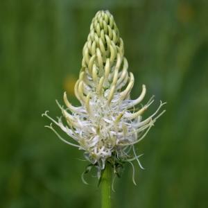 Photographie n°2320141 du taxon Phyteuma spicatum L. [1753]