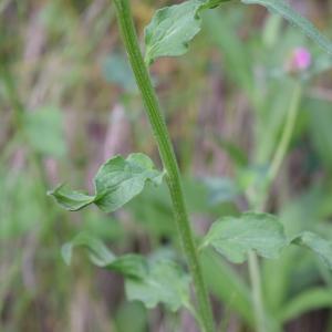 Photographie n°2320143 du taxon Phyteuma spicatum L. [1753]