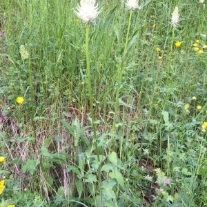 Photographie n°2320144 du taxon Phyteuma spicatum L. [1753]