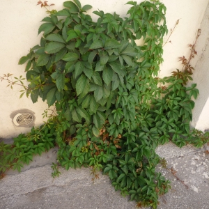 Photographie n°2320235 du taxon Parthenocissus quinquefolia (L.) Planch. [1887]