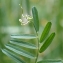  Liliane Roubaudi - Vicia onobrychioides L.