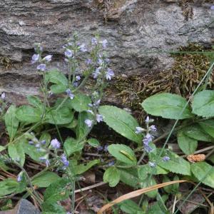 Photographie n°2320249 du taxon Veronica officinalis L. [1753]