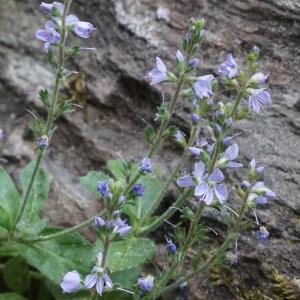 Photographie n°2320252 du taxon Veronica officinalis L. [1753]