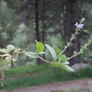 Photographie n°2320254 du taxon Veronica officinalis L. [1753]