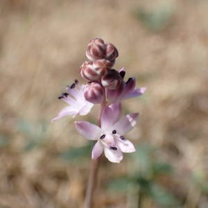 Photographie n°2320255 du taxon Prospero autumnale (L.) Speta [1982]