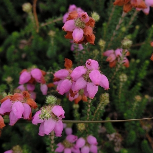 Photographie n°2320276 du taxon Erica x watsonii Benth. [1839]