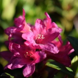 Rhododendron ferrugineum L. (Rhododendron ferrugineux)