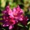  Bernard Andrieu - Rhododendron ferrugineum L. [1753]