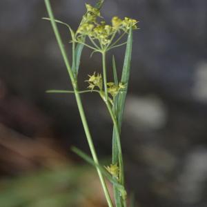 Photographie n°2320303 du taxon Bupleurum falcatum L. [1753]